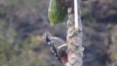 Dendrocoptes auriceps
