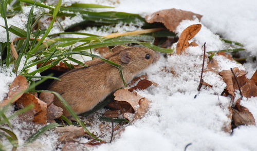 Striped Field Mouse, Marijampolė, Lithuania, photo 6 of 10