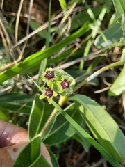 Raphionacme procumbens
