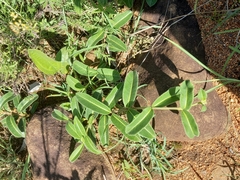 Raphionacme procumbens