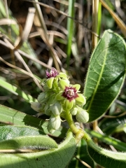 Raphionacme procumbens