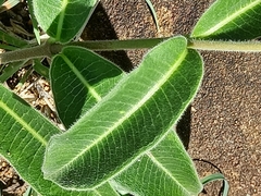Raphionacme procumbens