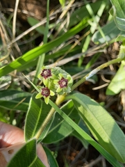 Raphionacme procumbens