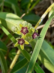 Raphionacme procumbens