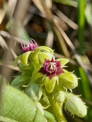 Raphionacme procumbens