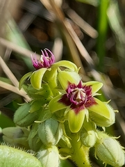 Raphionacme procumbens