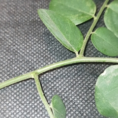 Phyllanthus anisolobus