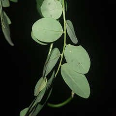 Phyllanthus anisolobus