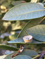 Paracraspis patelloides