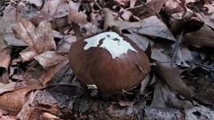 Amanita solaniolens