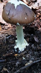 Amanita solaniolens
