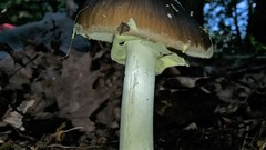 Amanita solaniolens