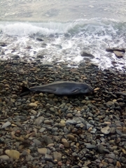 Phocoena phocoena relicta