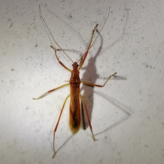 Saicinae