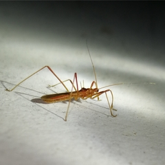 Saicinae