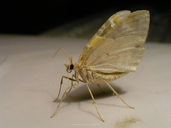 Eulithis pyropata