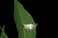 Palpita parvifraterna