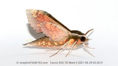 Rhagastis mongoliana