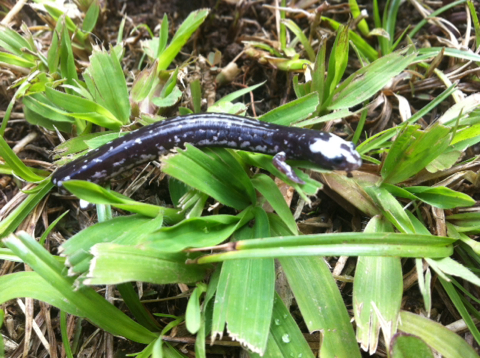 Los Diamantes Worm Salamander (Oedipina carablanca) · iNaturalist