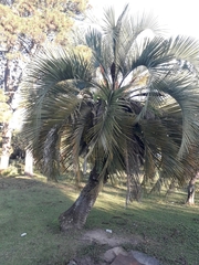 Butia eriospatha