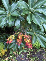 Heptapleurum arboricola