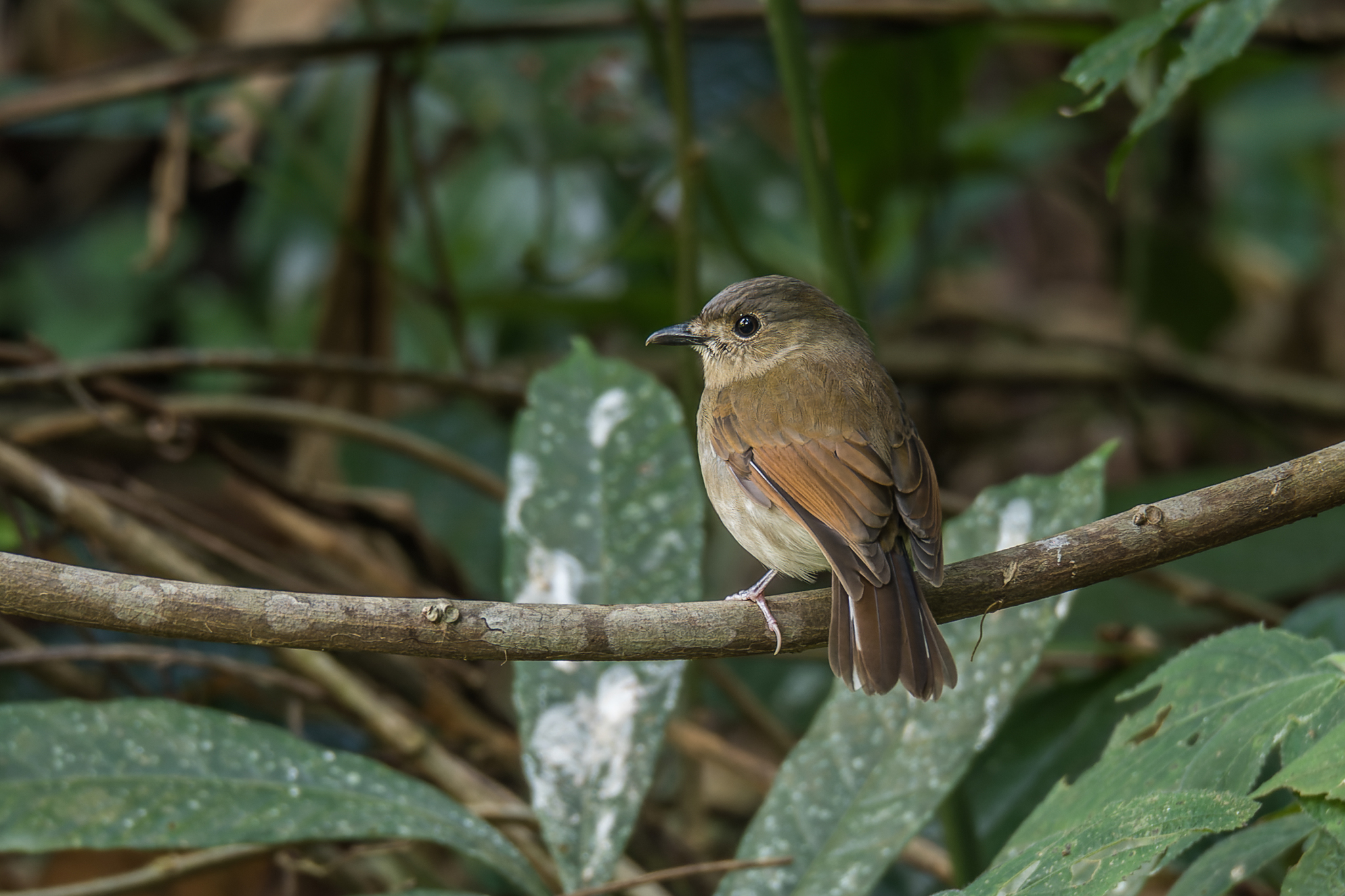 White-tailed Flycatcher