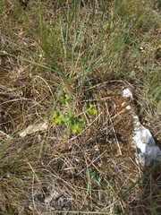 Euphorbia taurinensis