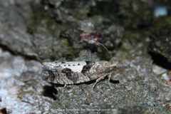 Epinotia brunnichana