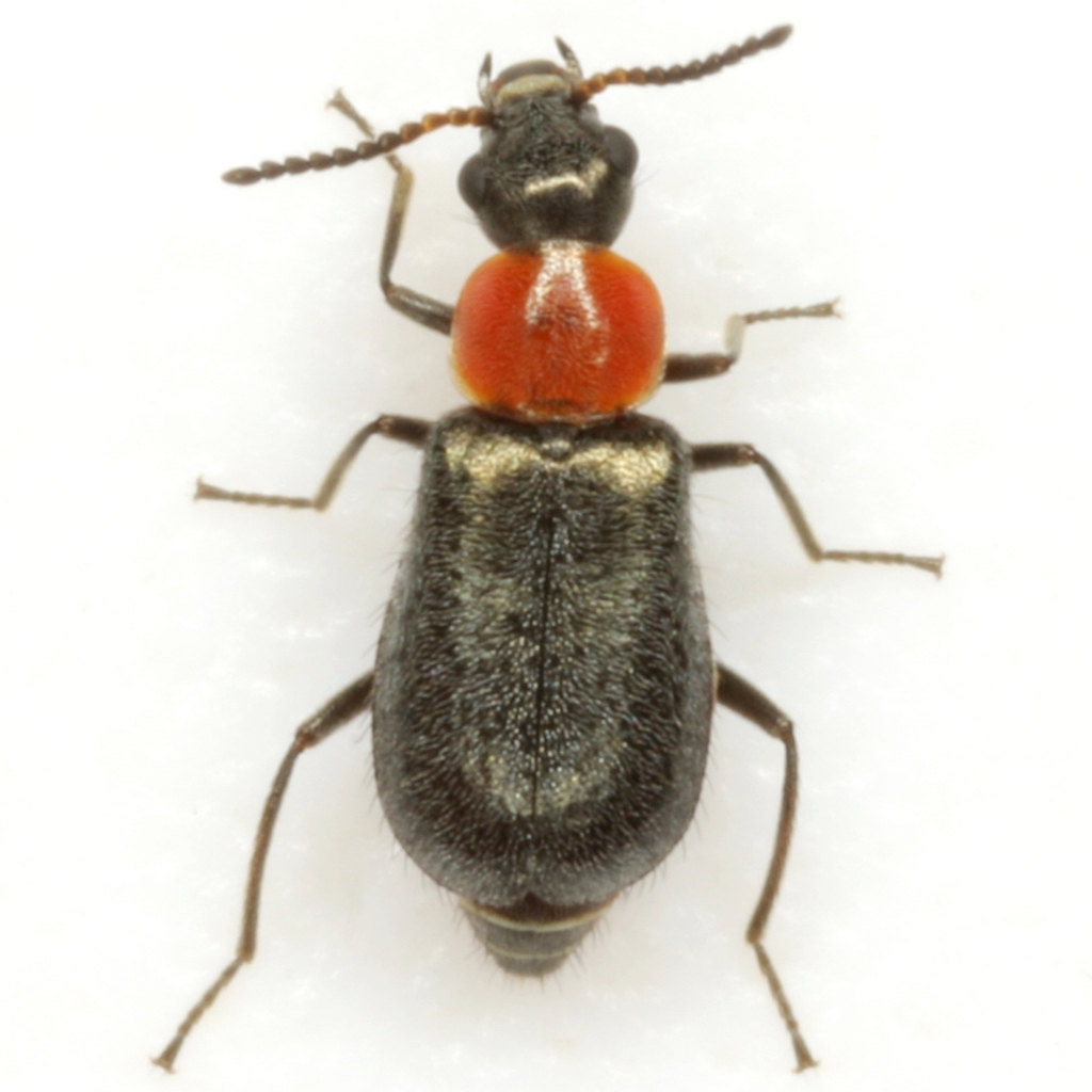 Gray-backed Attalus