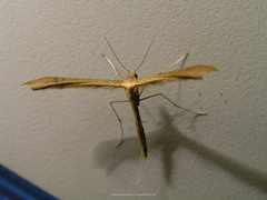 Stenoptilia pterodactyla