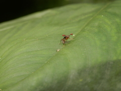 Teleopsis quadriguttata