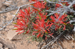 Castilleja scabrida