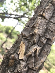 Strychnos cocculoides