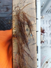 Desmarestia aculeata