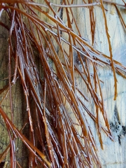 Desmarestia aculeata