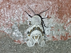 Isia alcumena