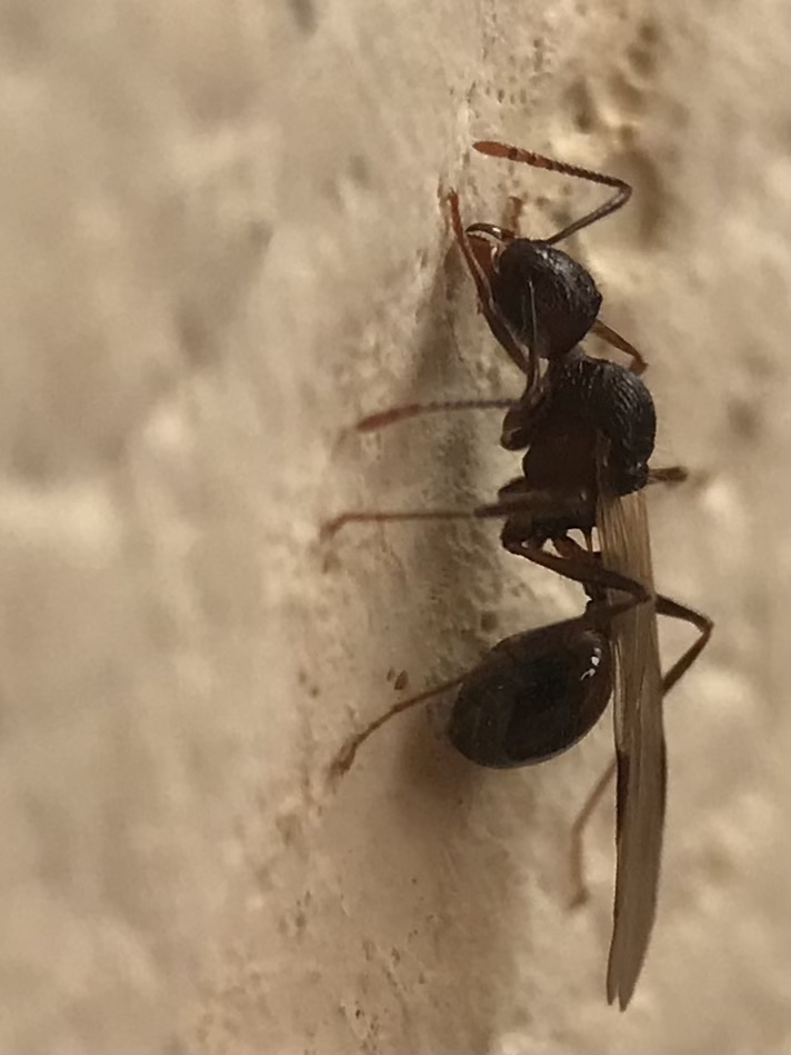 Tetramorium aculeatum