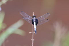 Erythrodiplax unimaculata