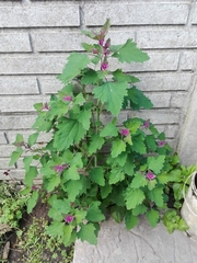 Chenopodium