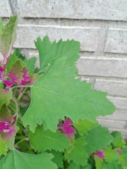 Chenopodium