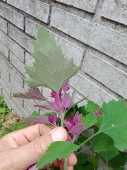 Chenopodium