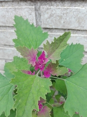 Chenopodium
