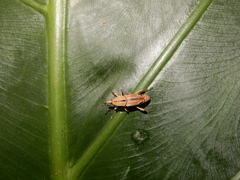 Sphenocorynes kosempoensis