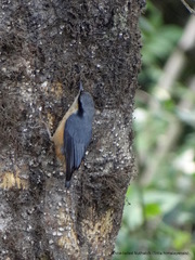 Sitta himalayensis