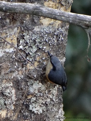Sitta himalayensis