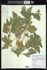 Chenopodium berlandieri bushianum