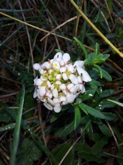 Iberis procumbens