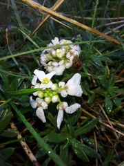 Iberis procumbens