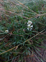 Iberis procumbens