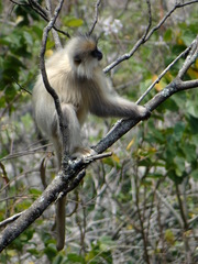 Trachypithecus geei